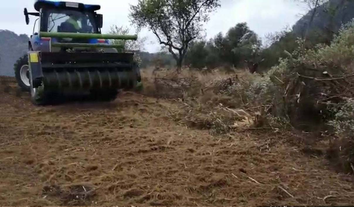 servicio forestal en valencia